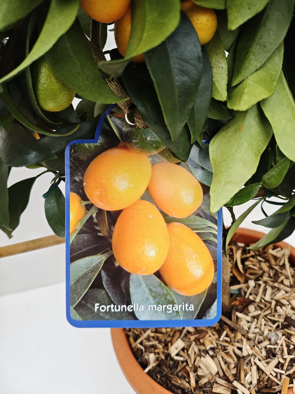 FORTUNELLA MARGARITA (ventaglio) (spedizione gratuita)