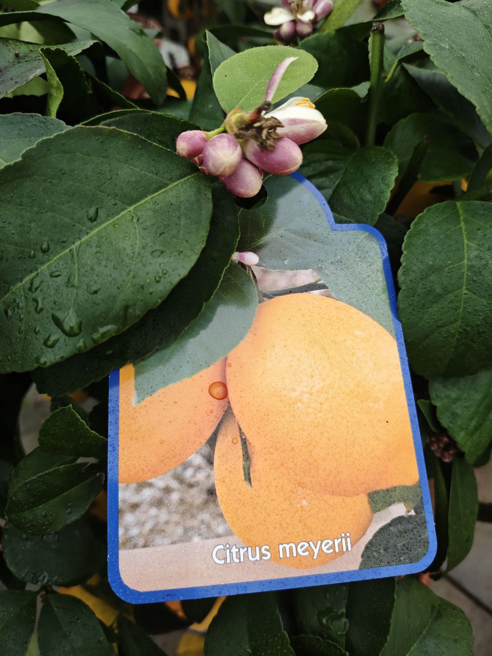 LIMONE MEYER (spedizione gratuita)