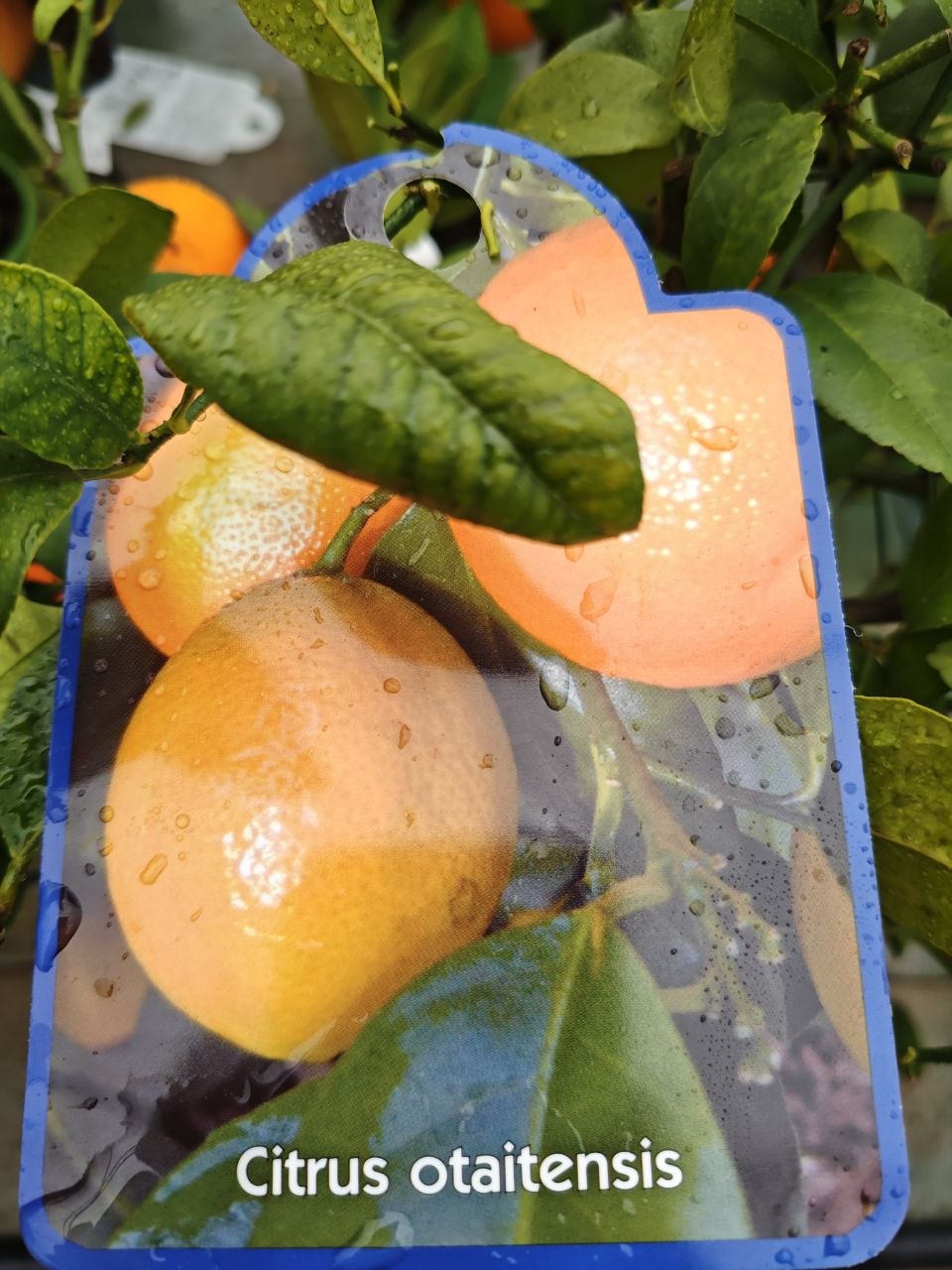 CITRUS OTAITENSIS (spedizione gratuita)