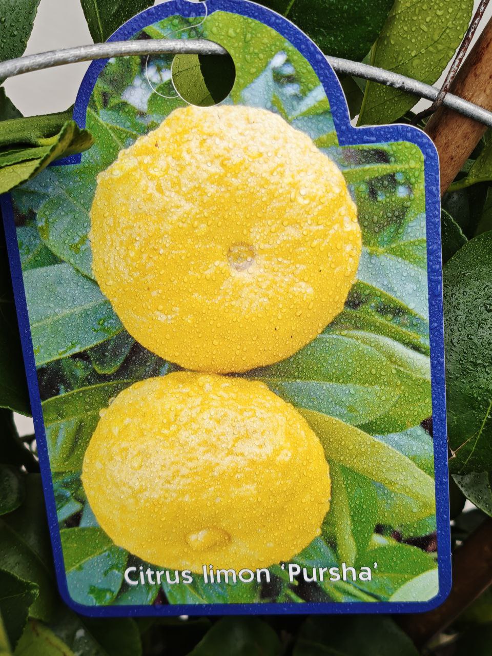 CITRUS LIMON PURSHA (cerchio) (spedizione gratuita)