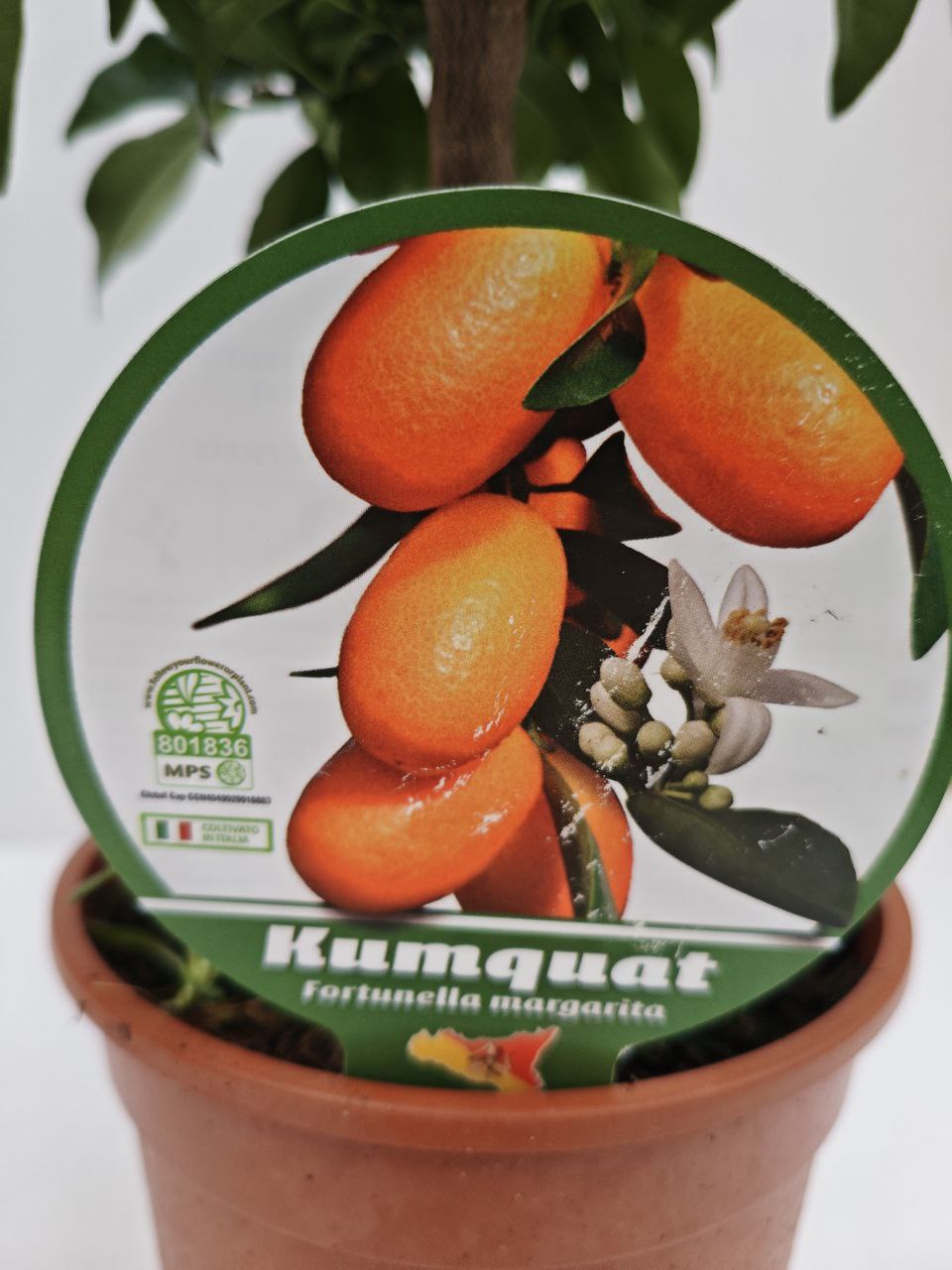 KUMQUAT (spedizione gratuita)