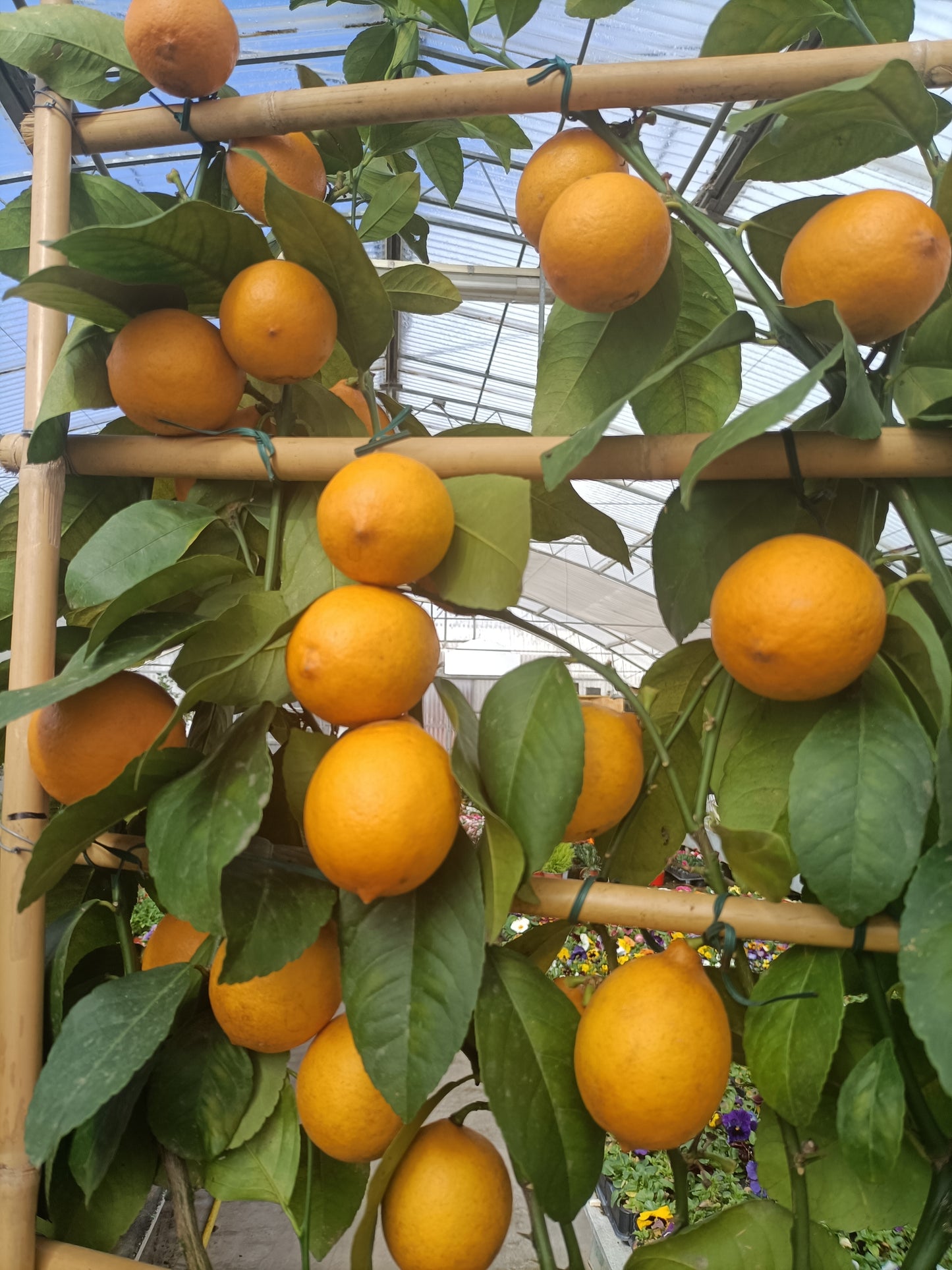 LIMONE MEYER (ventaglio) (spedizione gratuita)