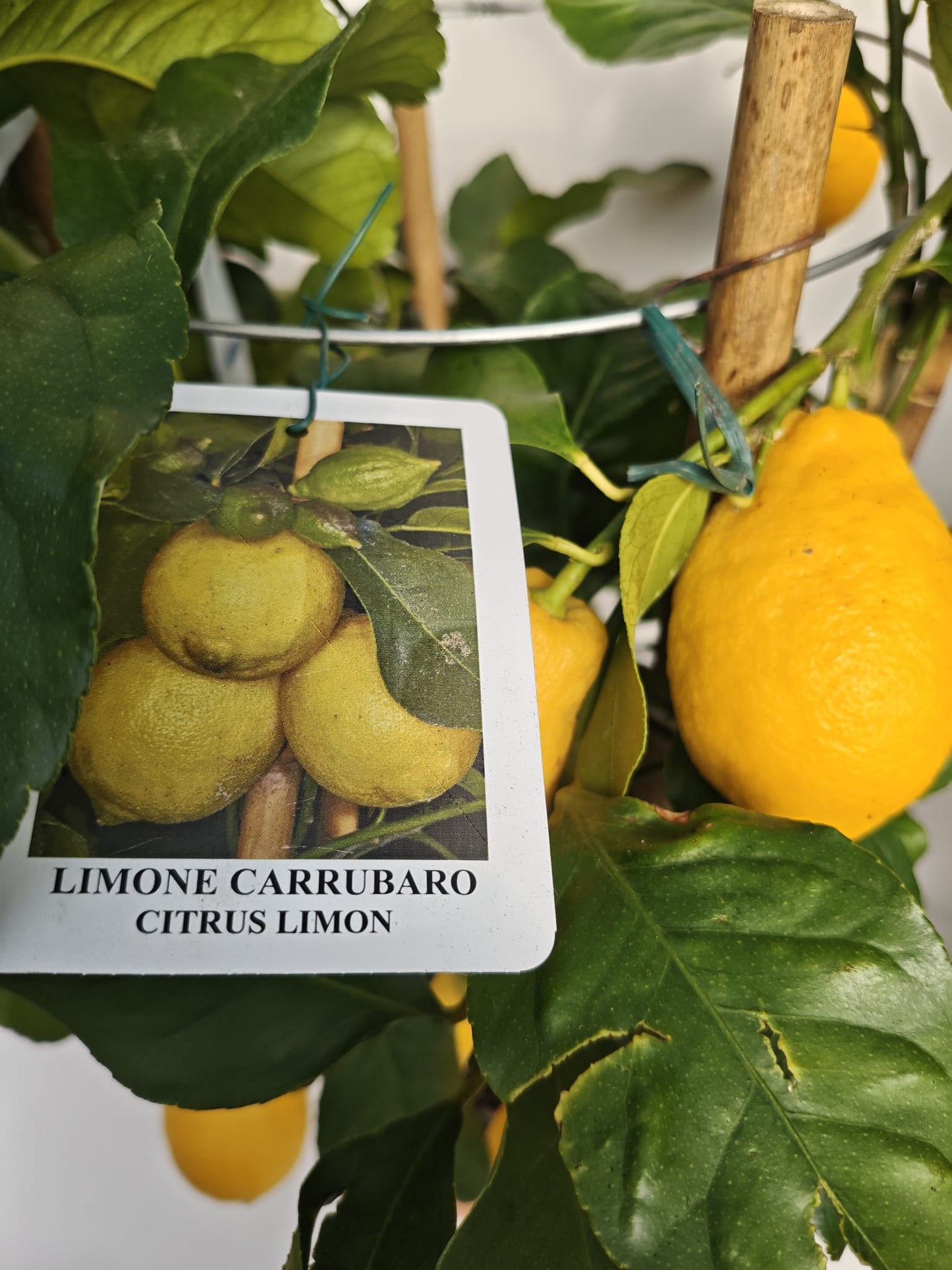 LIMONE CARRUBARO (cerchio) (spedizione gratuita)