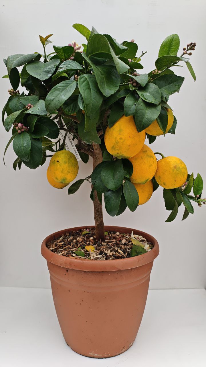 LIMONE MEYER (spedizione gratuita)