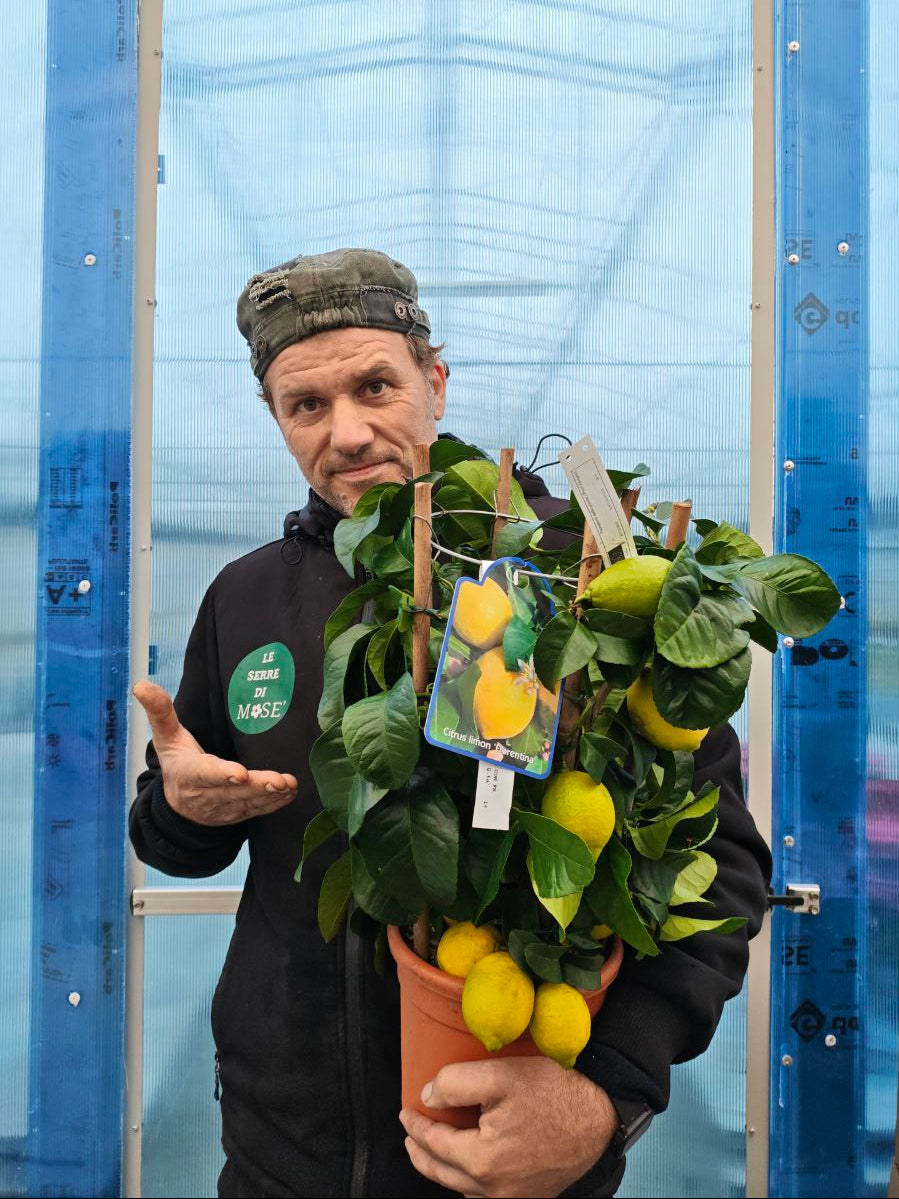 LIMONE FIORENTINO (cerchio) (spedizione gratuita)