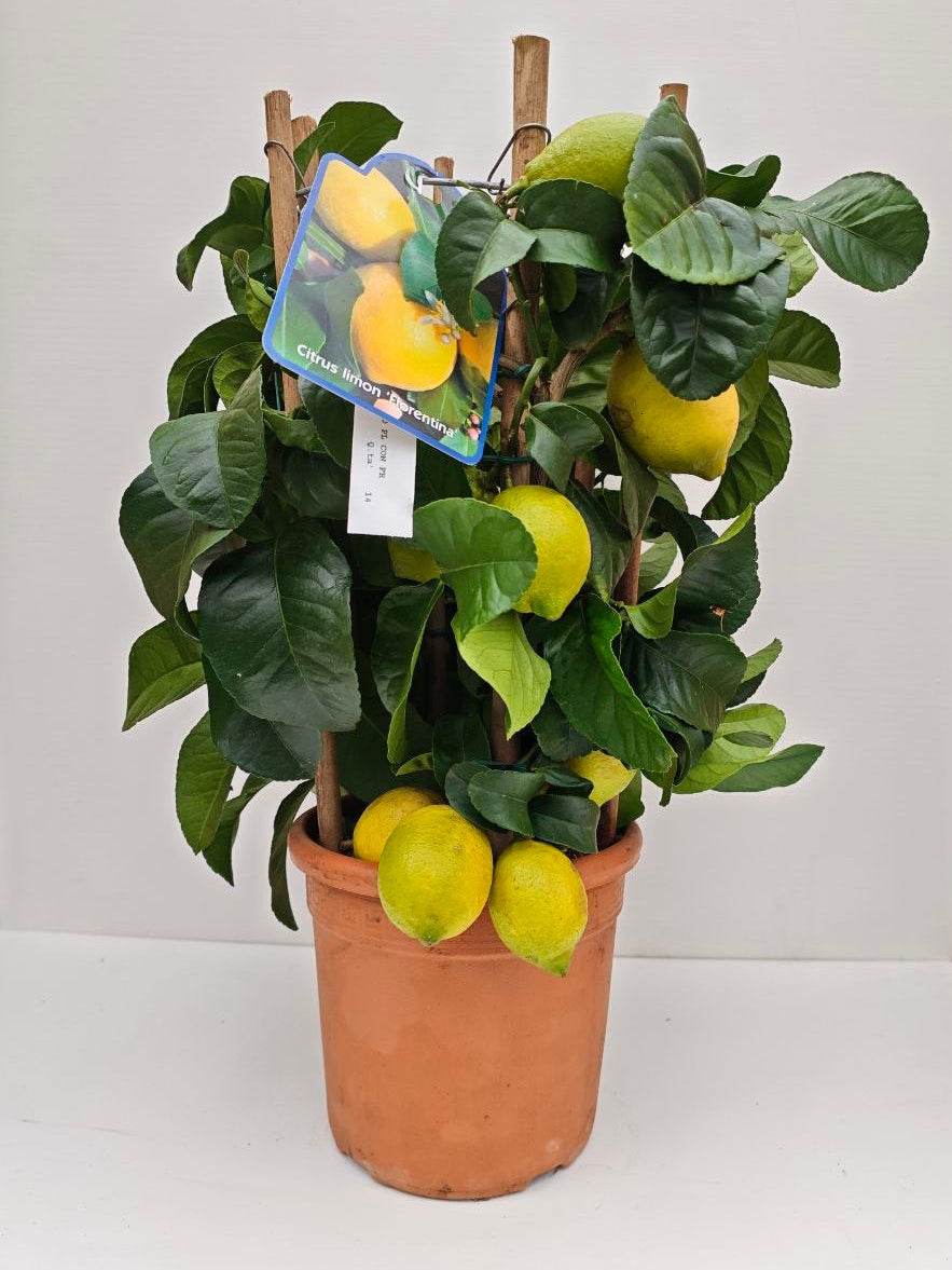 LIMONE FIORENTINO (cerchio) (spedizione gratuita)