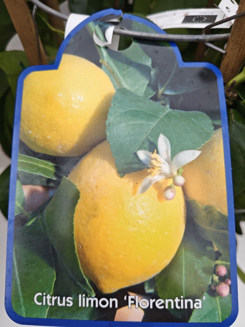 LIMONE FIORENTINO (cerchio) (spedizione gratuita)