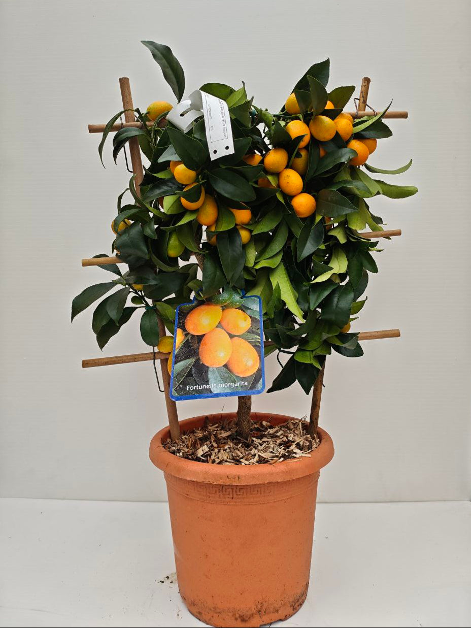 FORTUNELLA MARGARITA (ventaglio) (spedizione gratuita)