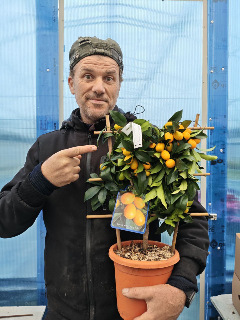 FORTUNELLA MARGARITA (ventaglio) (spedizione gratuita)