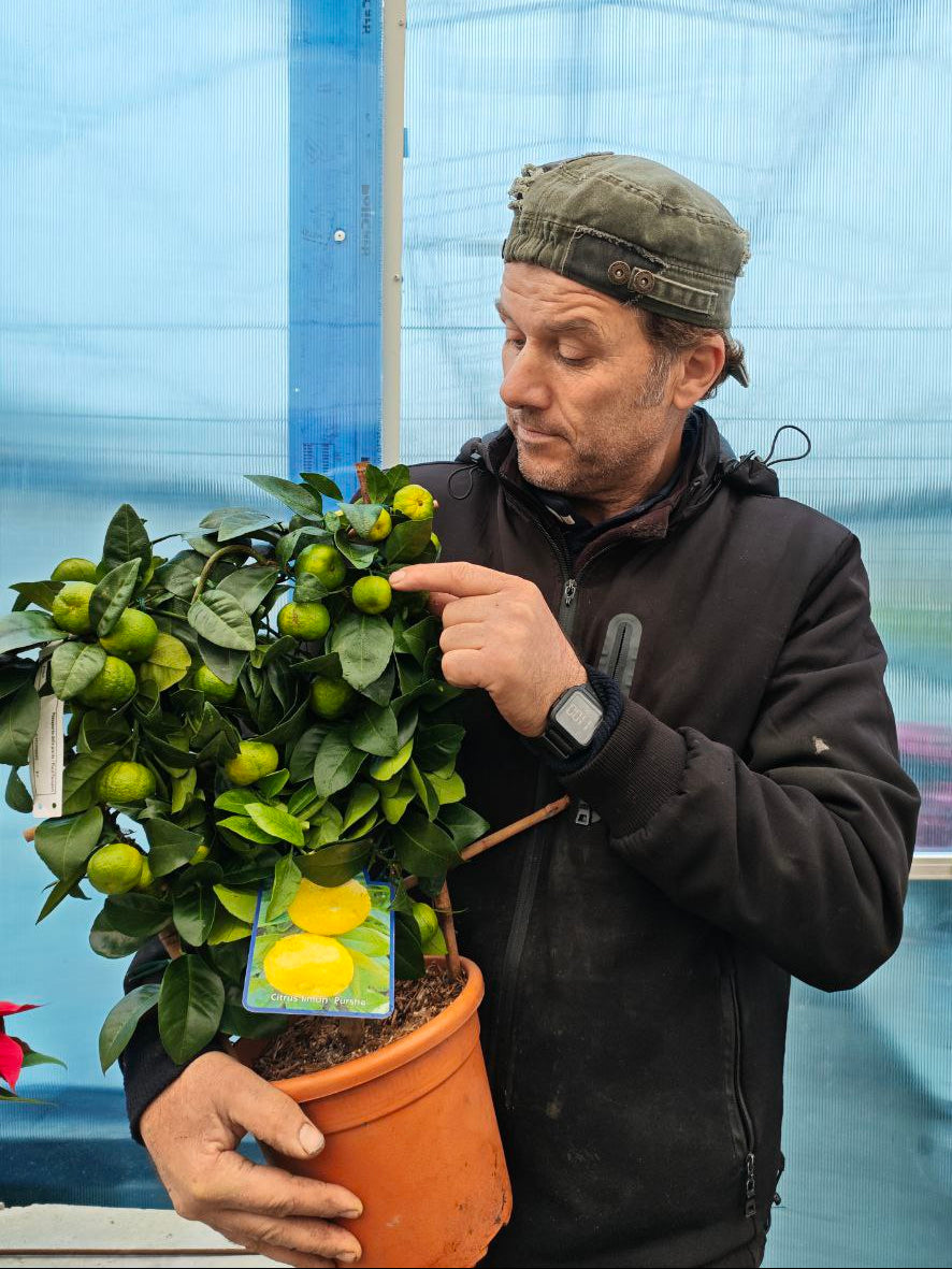 CITRUS LIMON PURSHA (ventaglio) (spedizione gratuita)