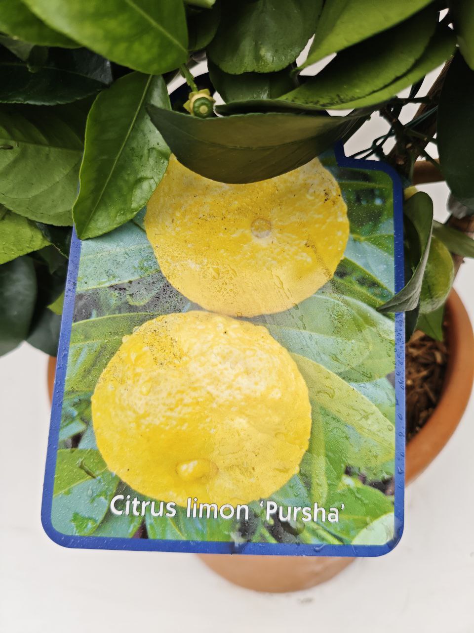 CITRUS LIMON PURSHA (ventaglio) (spedizione gratuita)