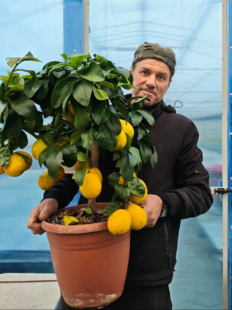 LIMONE MEYER (spedizione gratuita)