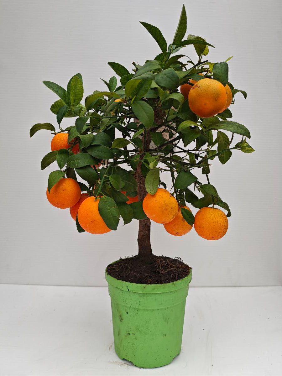 CITRUS OTAITENSIS (spedizione gratuita)