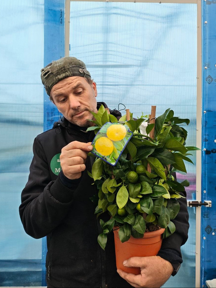 CITRUS LIMON PURSHA (cerchio) (spedizione gratuita)