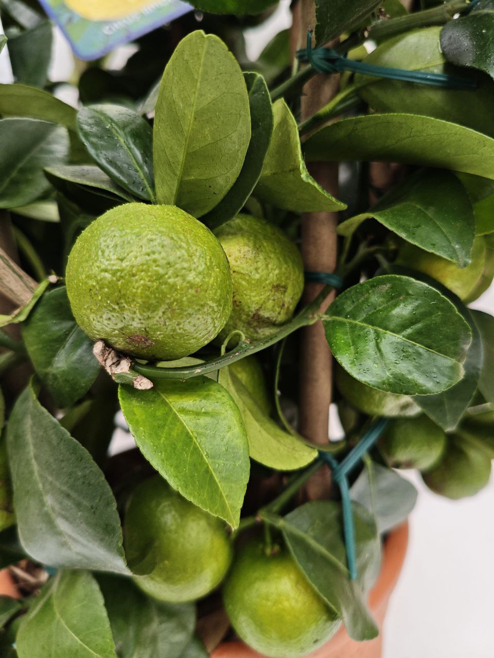 CITRUS LIMON PURSHA (cerchio) (spedizione gratuita)