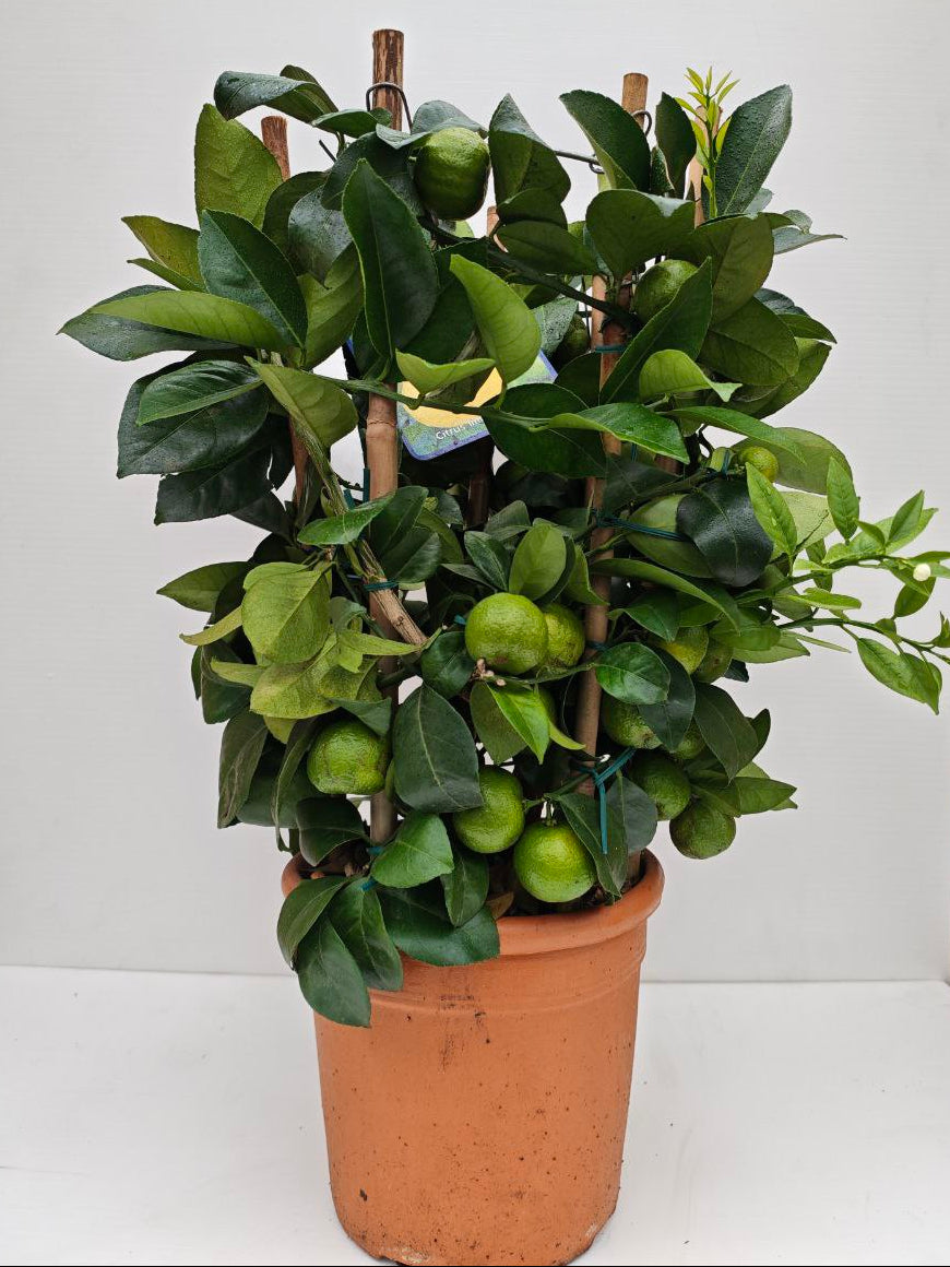 CITRUS LIMON PURSHA (cerchio) (spedizione gratuita)