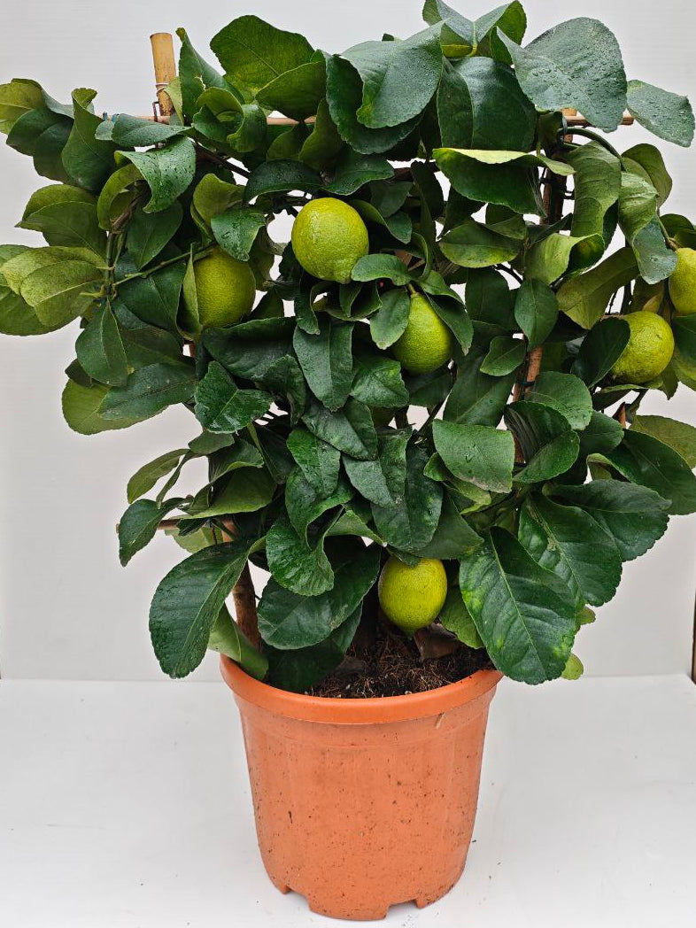 CITRUS LIMON (ventaglio) (spedizione gratuita)