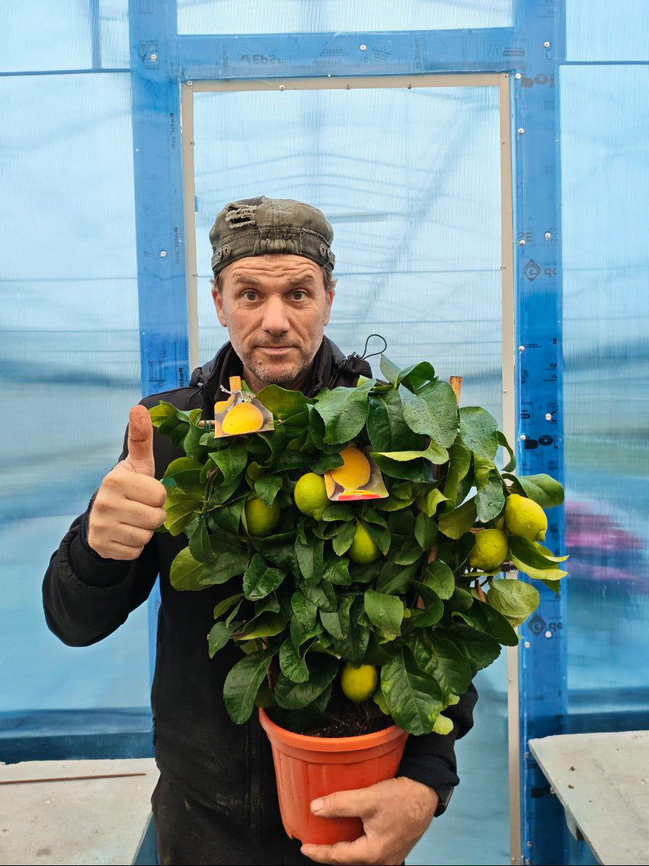 CITRUS LIMON (ventaglio) (spedizione gratuita)