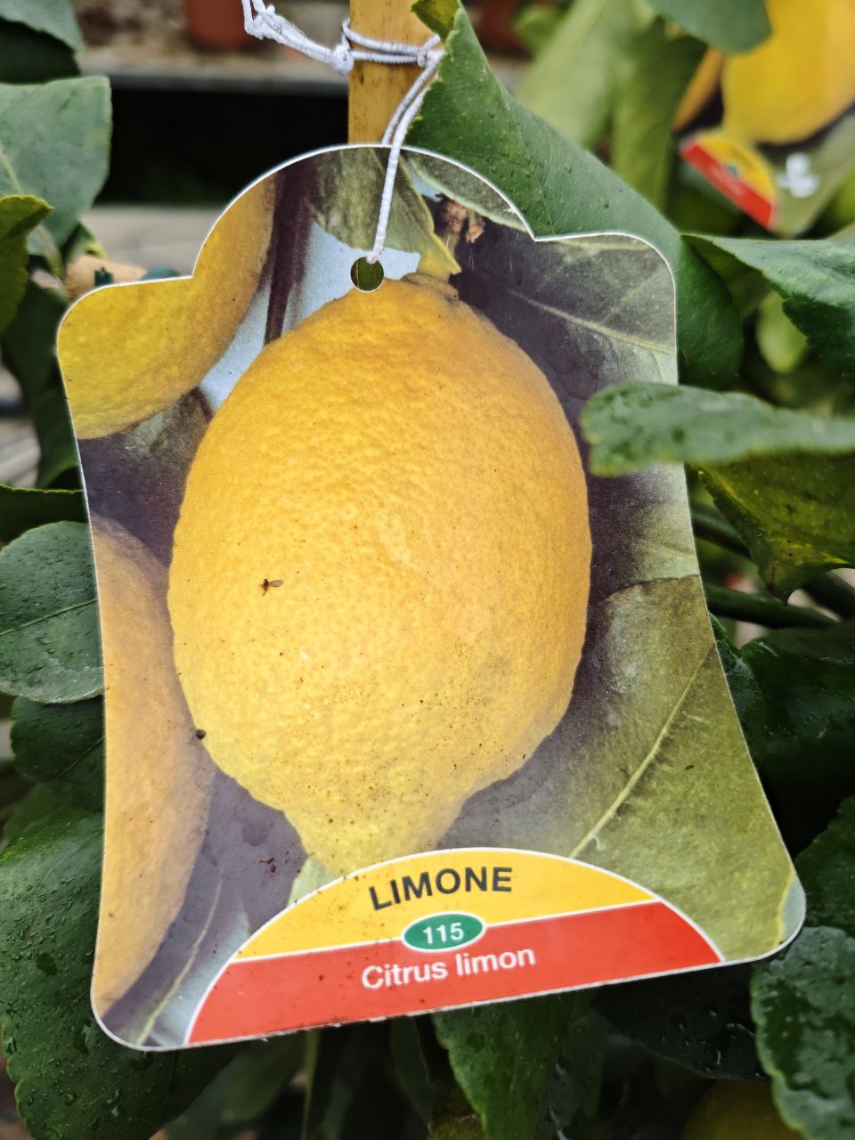 CITRUS LIMON (ventaglio) (spedizione gratuita)