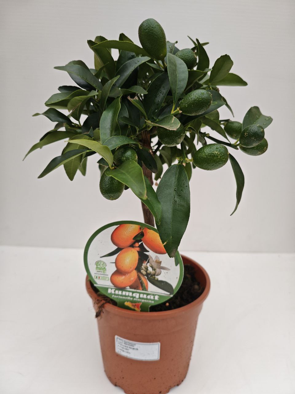 KUMQUAT (spedizione gratuita)