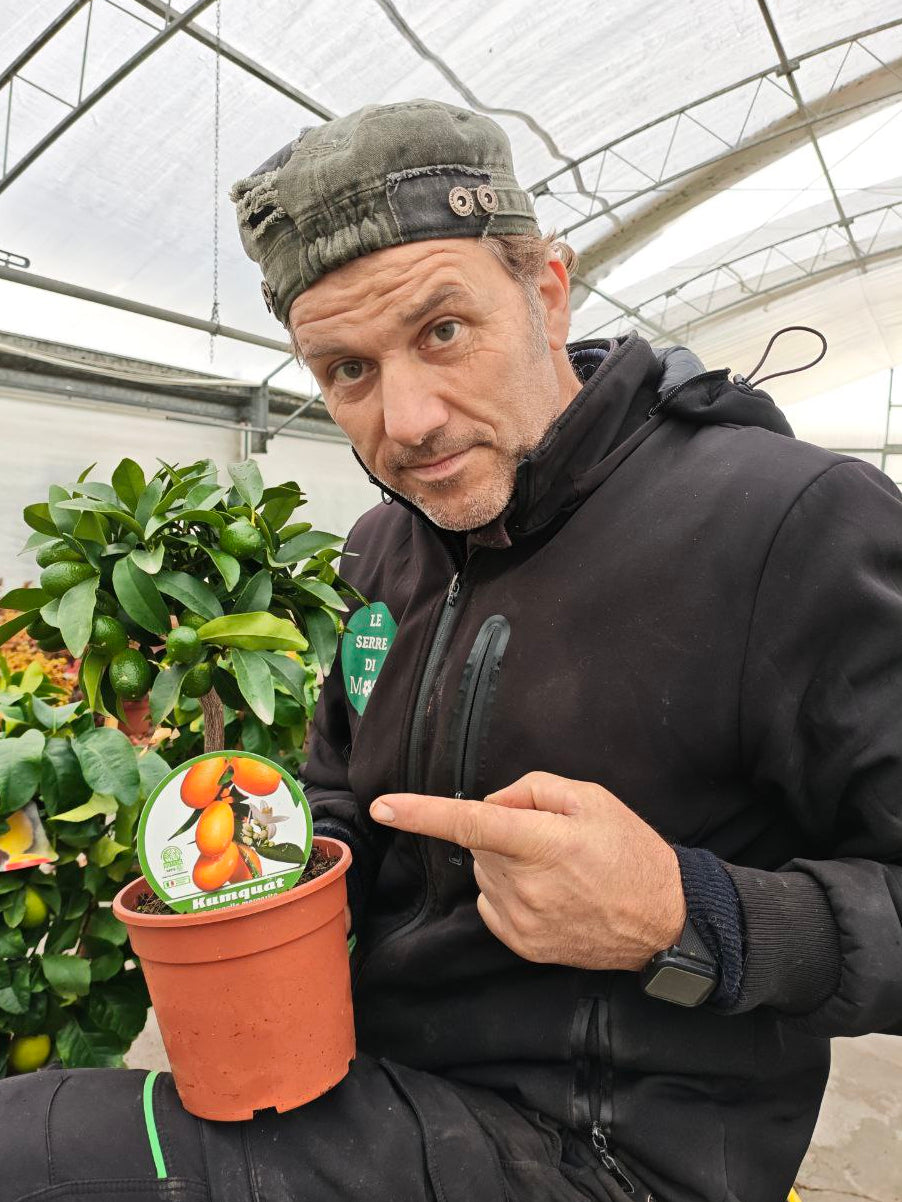 KUMQUAT (spedizione gratuita)
