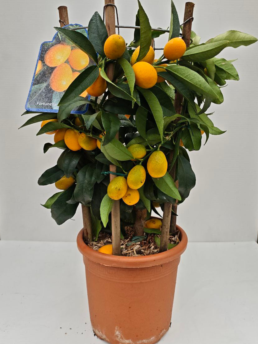 FORTUNELLA MARGARITA (cerchio) (spedizione gratuita)