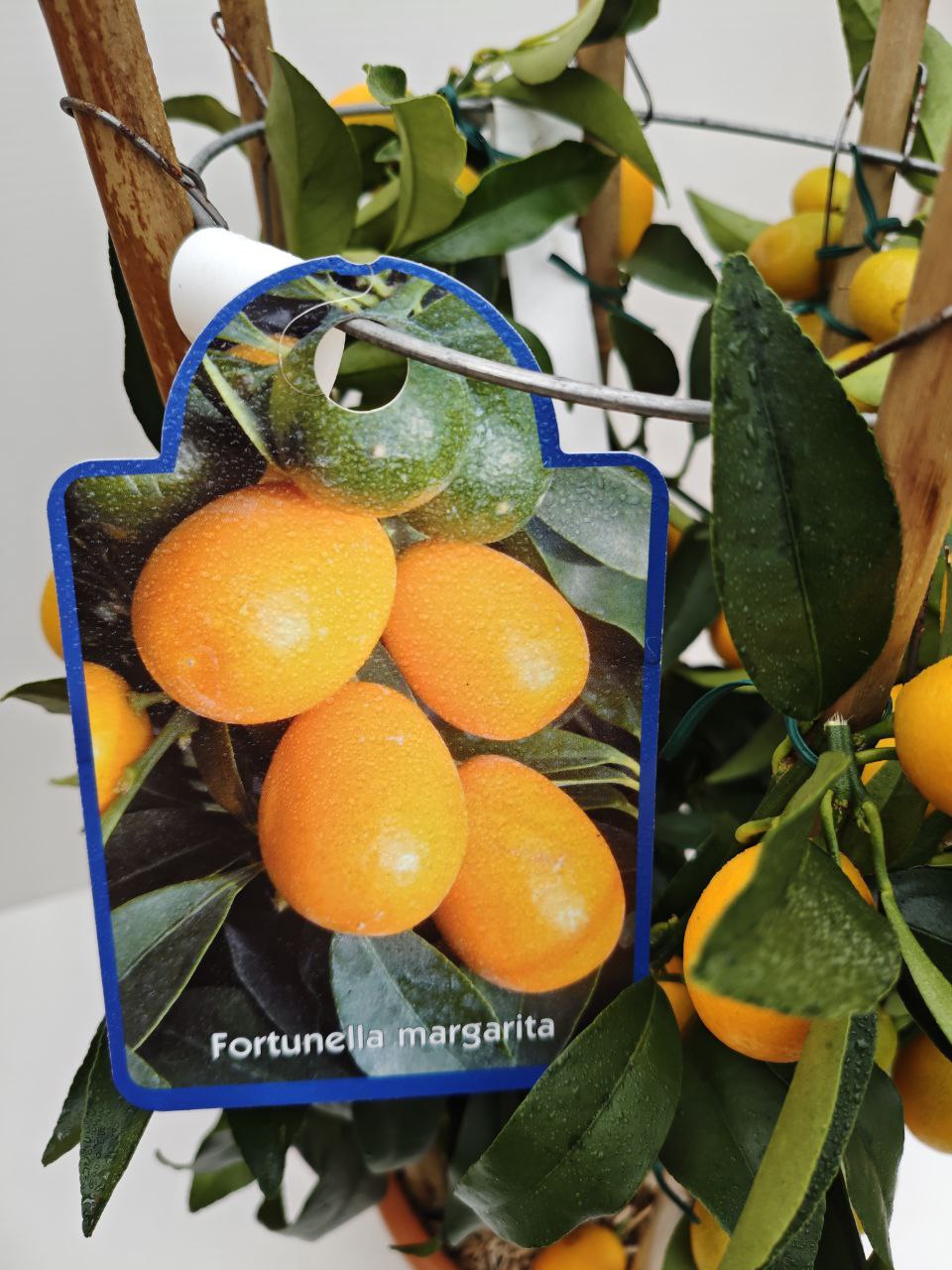 FORTUNELLA MARGARITA (cerchio) (spedizione gratuita)