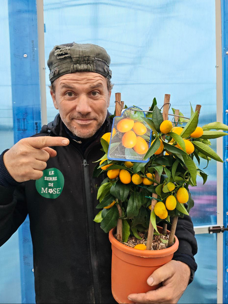 FORTUNELLA MARGARITA (cerchio) (spedizione gratuita)