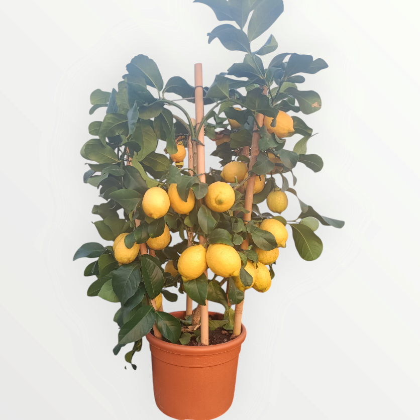 LIMONE CARRUBARO (cerchio) (spedizione gratuita)