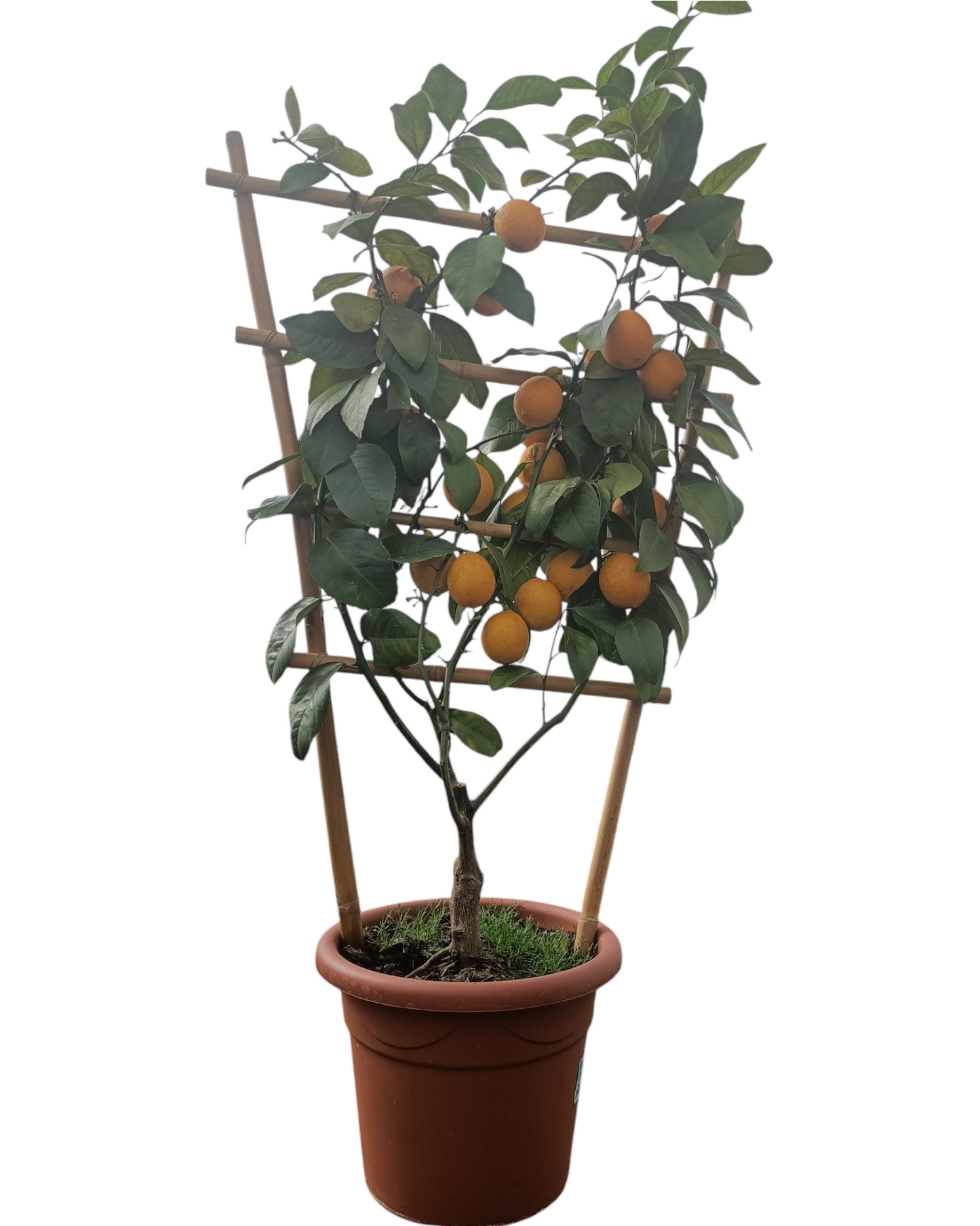 LIMONE MEYER (ventaglio) (spedizione gratuita)