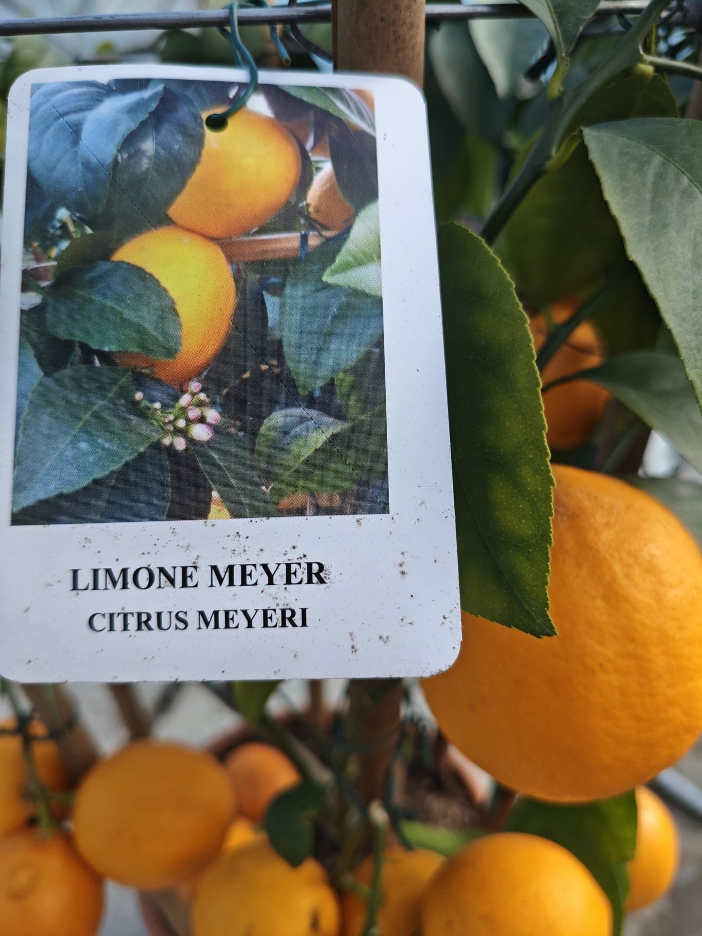 LIMONE MEYER (cerchio) (spedizione gratuita)