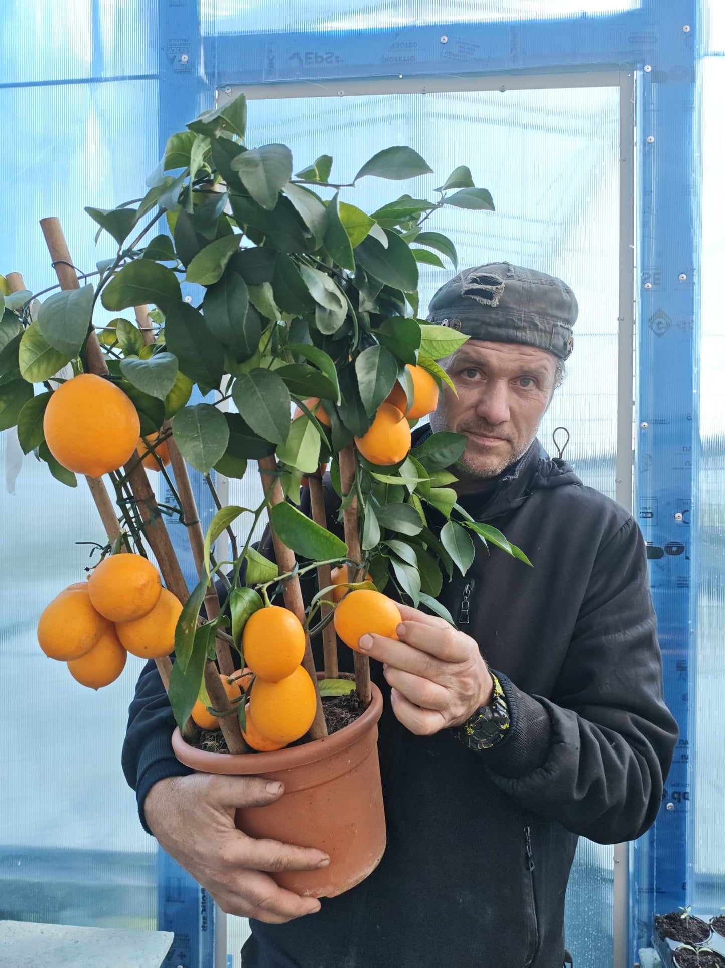 LIMONE MEYER (cerchio) (spedizione gratuita)
