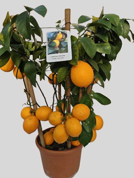 LIMONE MEYER (cerchio) (spedizione gratuita)
