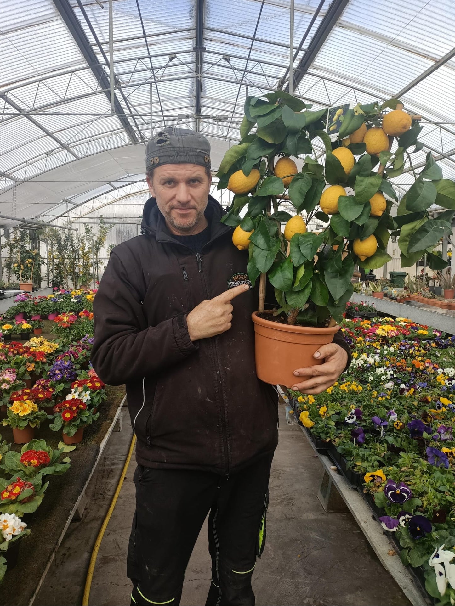 LIMONE CARRUBARO (cerchio) (spedizione gratuita)