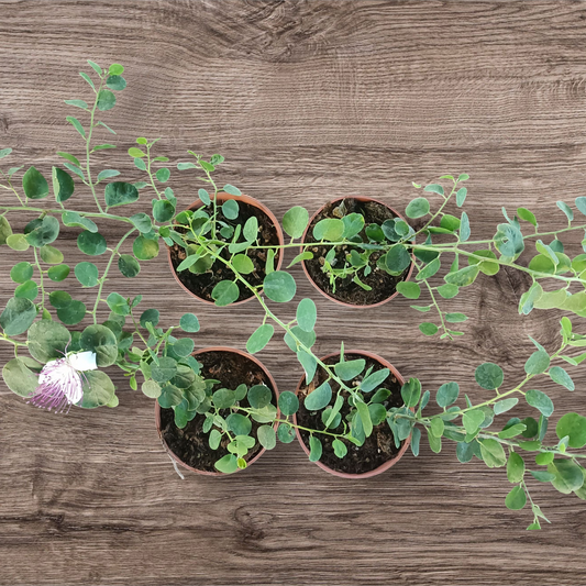 CAPPERI (4) Vaso 14 SPEDIZIONE GRATUITA