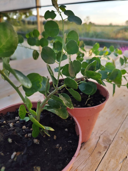 CAPPERI (2) vaso 14 SPEDIZIONE GRATUITA